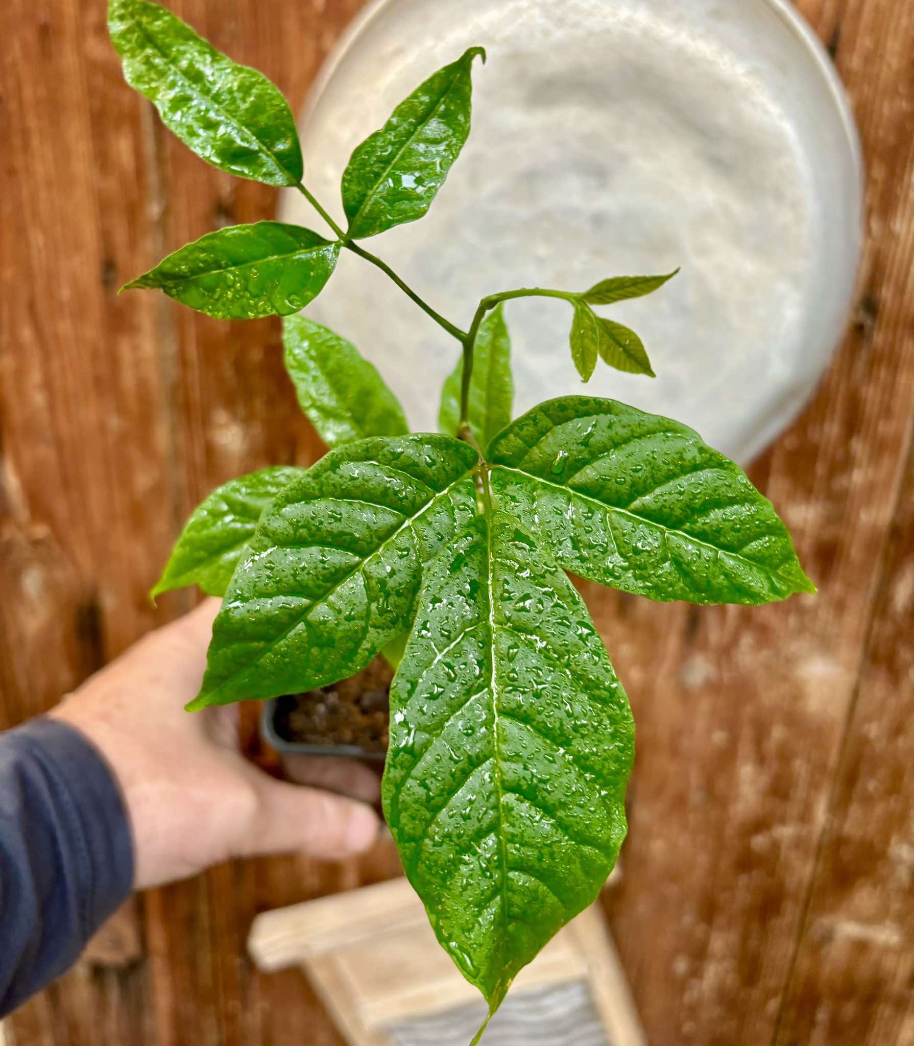 Santol (Sandoricum koetjape)  - 1 potted plant / 1 getopfte Pflanze