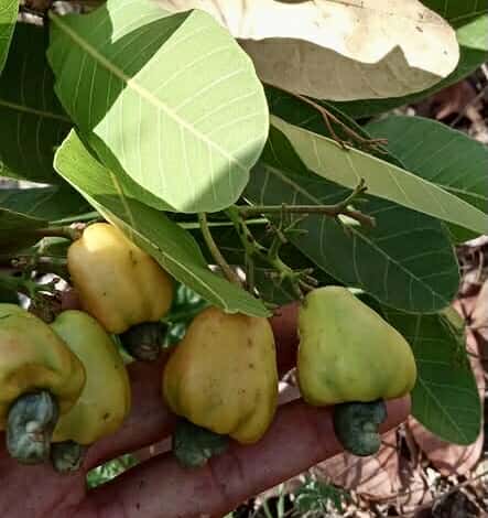 Cajuzinho - Anacardium humile - 2 fresh seeds / 2 frische Samen