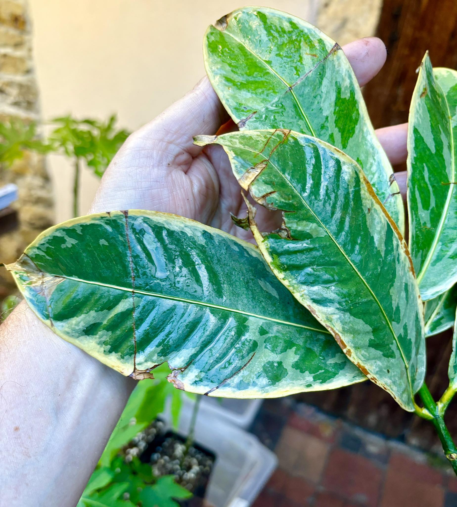 Mangosteen (Garcinia mangosteen) VARIEGATED - 1 potted plant / 1 getopfte Pflanze