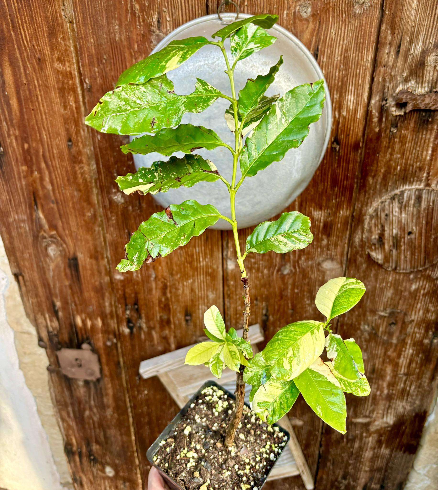 Coffee (Coffea arabica)  VARIEGATED - 1 potted plant / 1 getopfte Pflanze