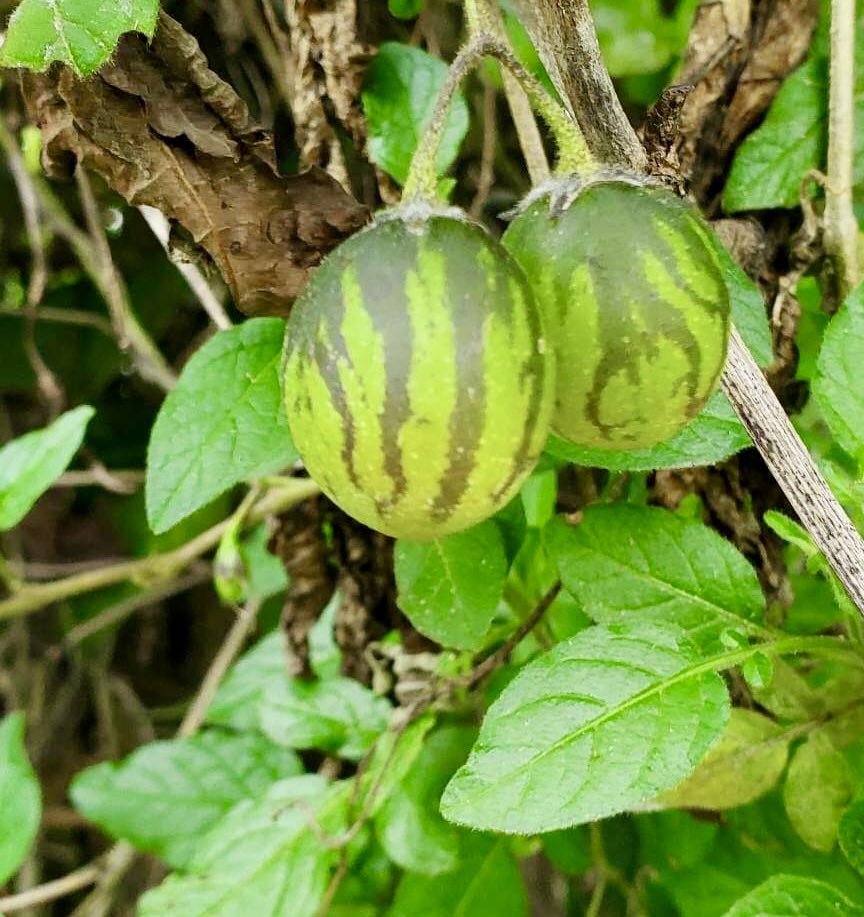 Tzimbalo Wild (Solanum sp) - 1 potted plant / 1 getopfte Pflanze