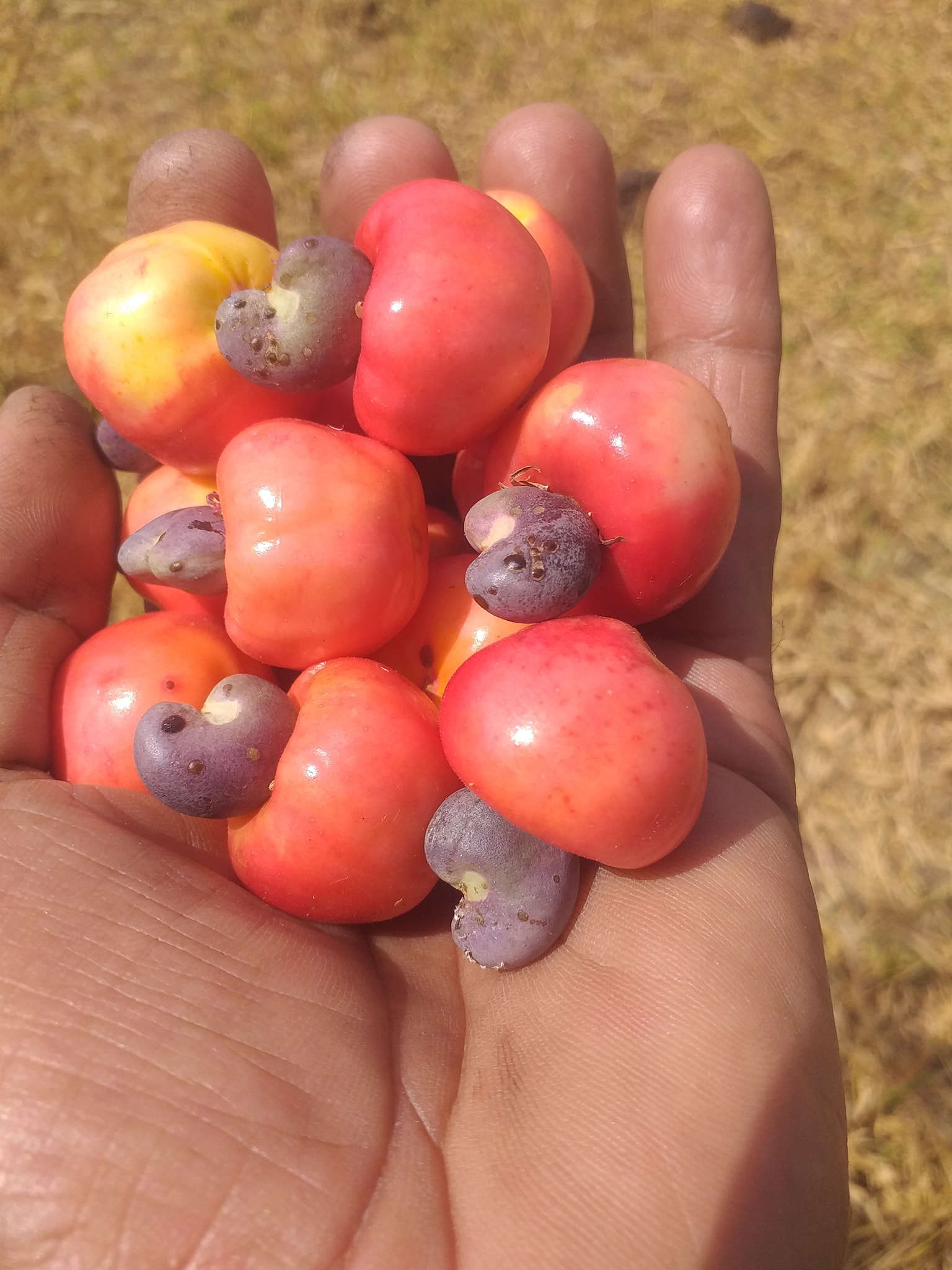 Cajuzinho - Anacardium humile - 2 fresh seeds / 2 frische Samen