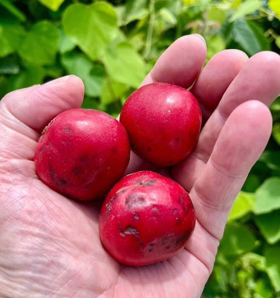 Baccaurea ramiflora var. Red - 1 potted plant / 1 getopfte Pflanze