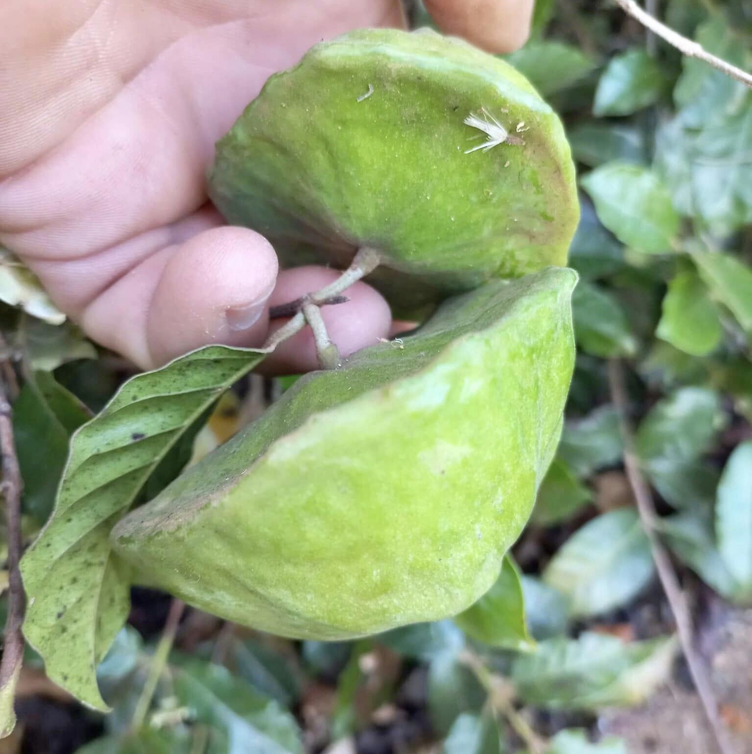 Campomanesia phaea - Flying Saucer Fruit - Cambuci  1  small potted seedling / 1 kleiner, getopfter Sämling