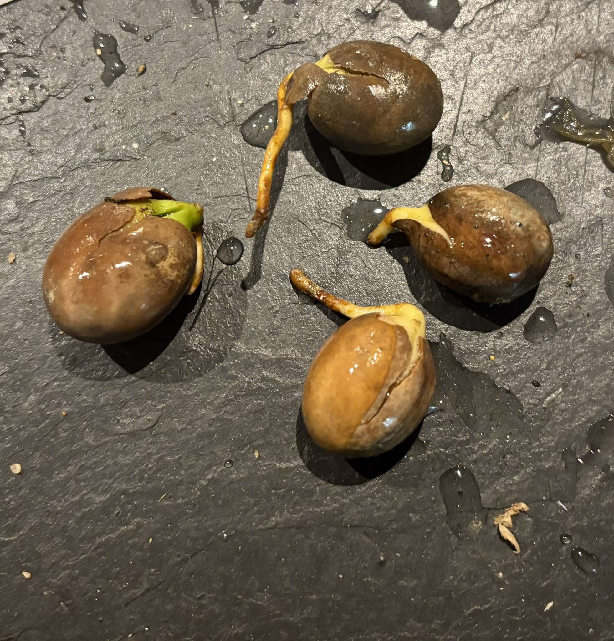 Pouteria macahensis - 1 germinated seed / 1 gekeimter Samen