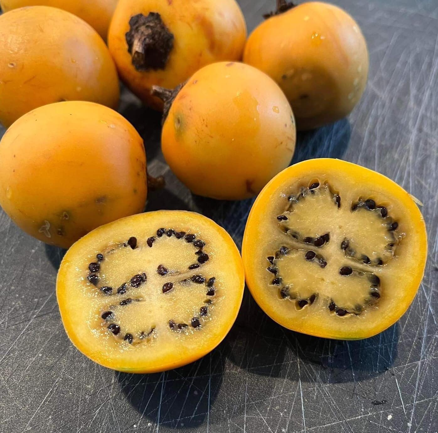 Juã-Açu - Solanum oocarpum - 1 potted seedling / 1 getopfter Sämling