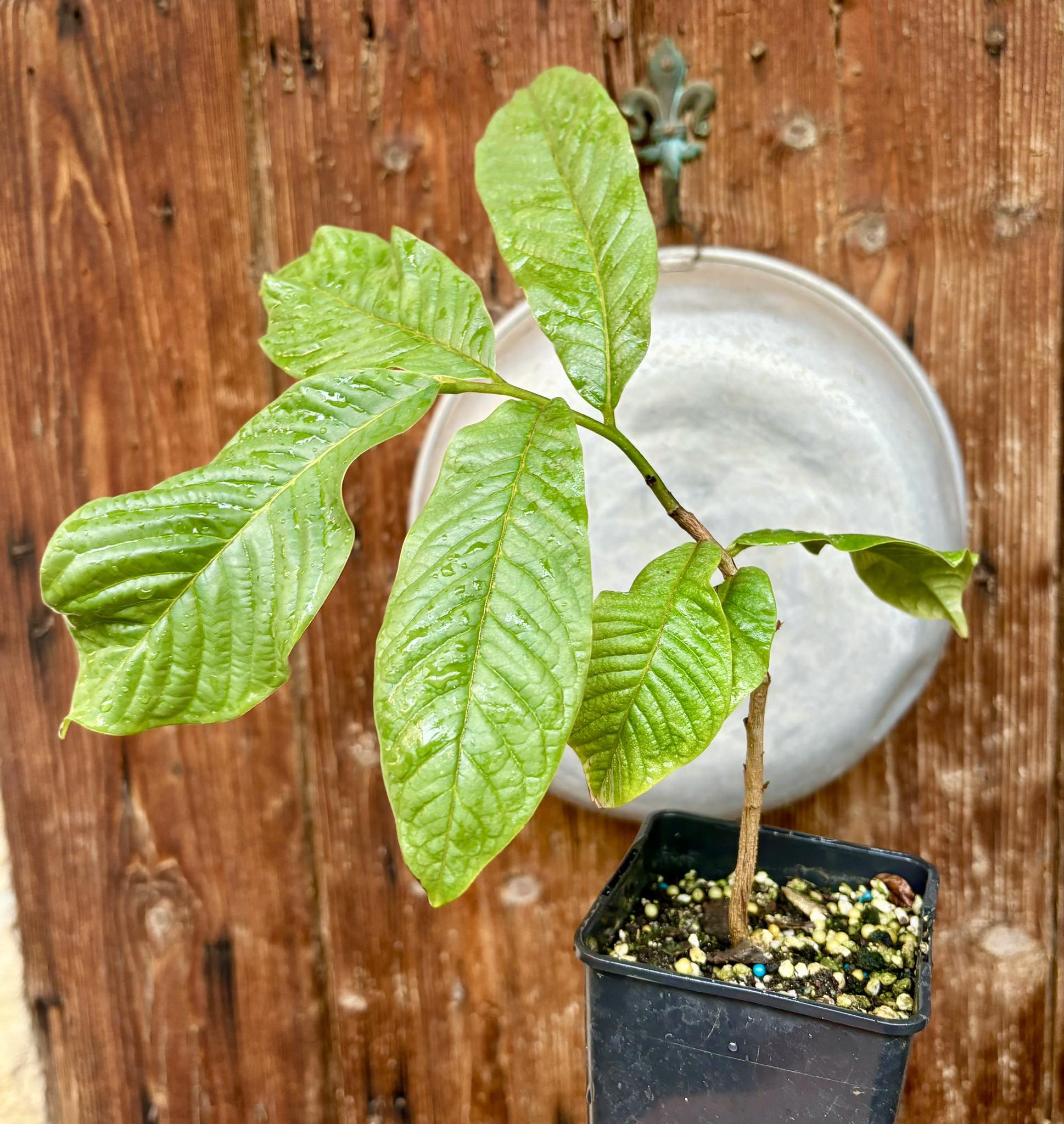 Annona purpurea - Soncoya - 1 potted plant / 1 getopfte Pflanze