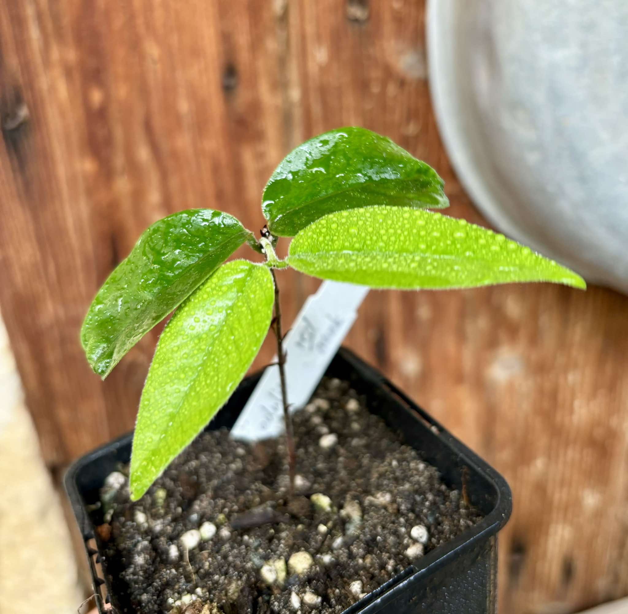 Plinia edulis - Cambuca - Red trunk - 1 potted plant / 1 getopfte Pflanze