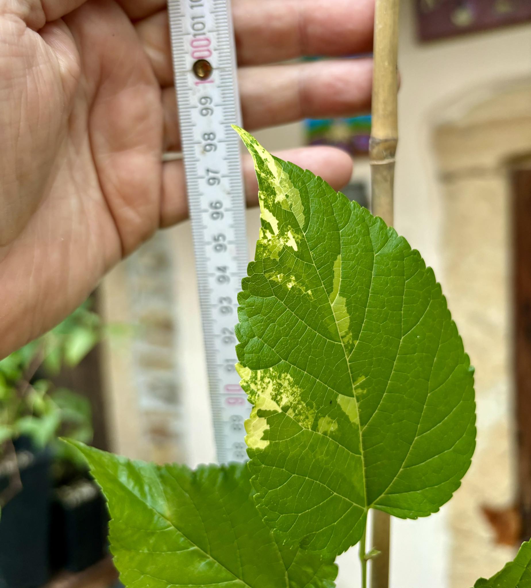 Mulberry (Morus alba)  VARIEGATED - 1 potted plant / 1 getopfte Pflanze