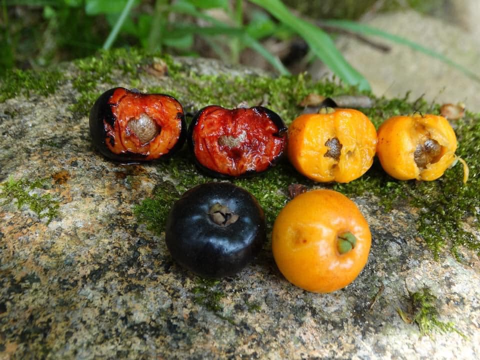 Eugenia tenuipedunculata - 1 germinated seed / 1 gekeimter Samen