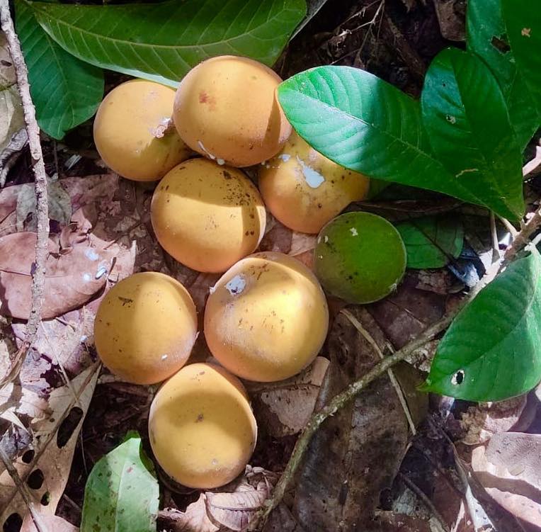 Pouteria torta var. BIG Sul da Bahia  -  1 fresh seed / 1 frischer Samen