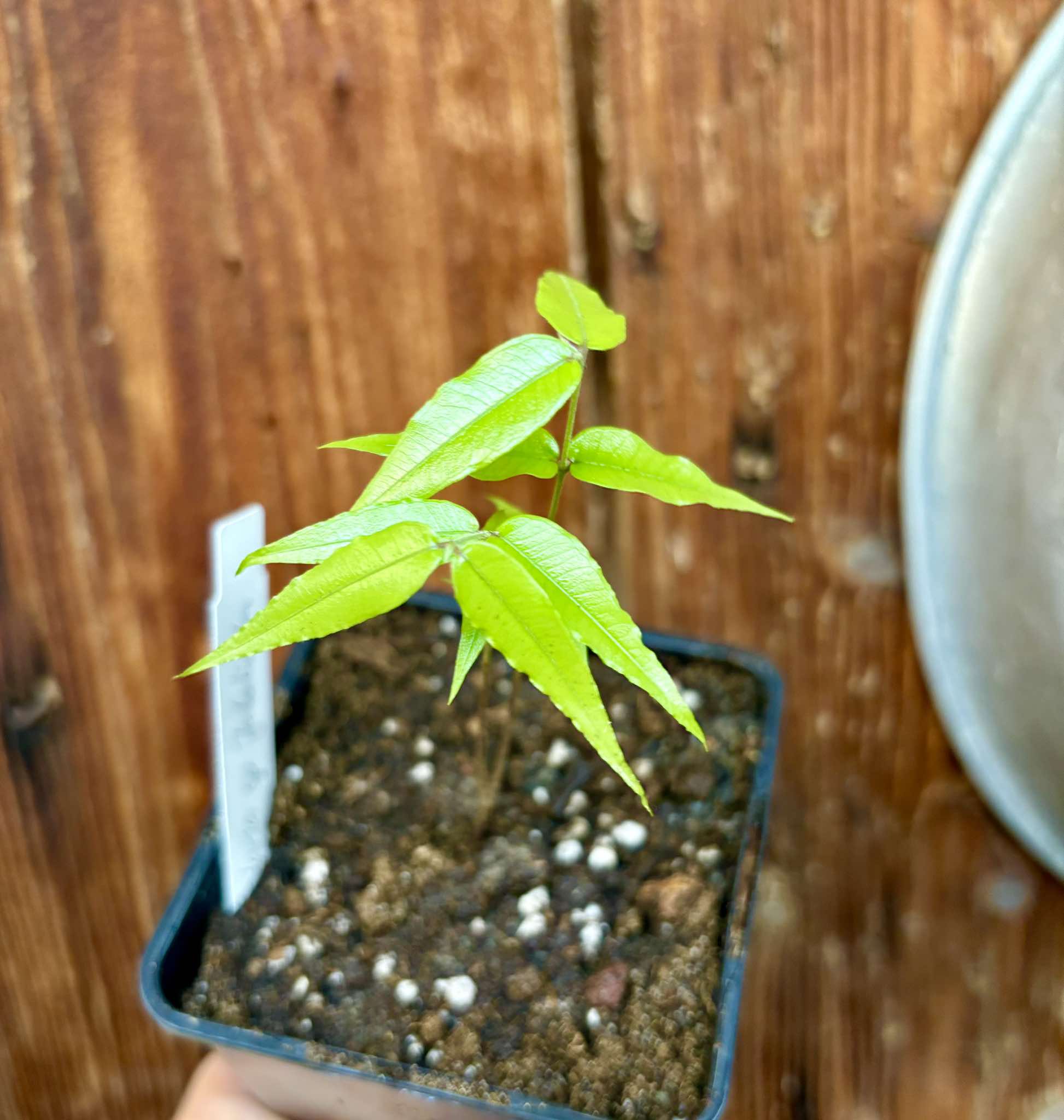 Myrciaria sp Jaboticaba - 1 small potted seedling / 1 kleiner, getopfter Sämling