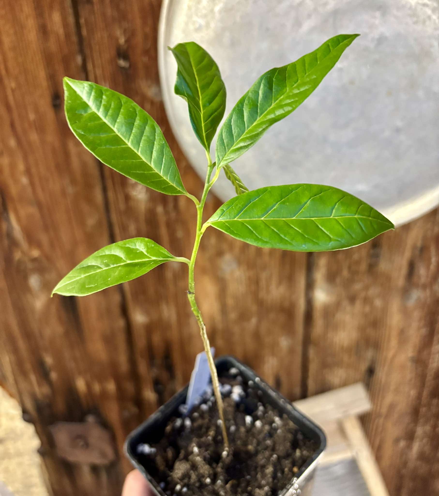 Annona reticulata big pink-red variety Nr. 3 - 1 potted plant / 1 getopfte Pflanze