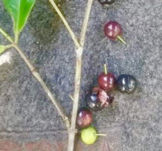 Eugenia sp Batinga Verdadeira -  1 potted plant / 1 getopfte Pflanze