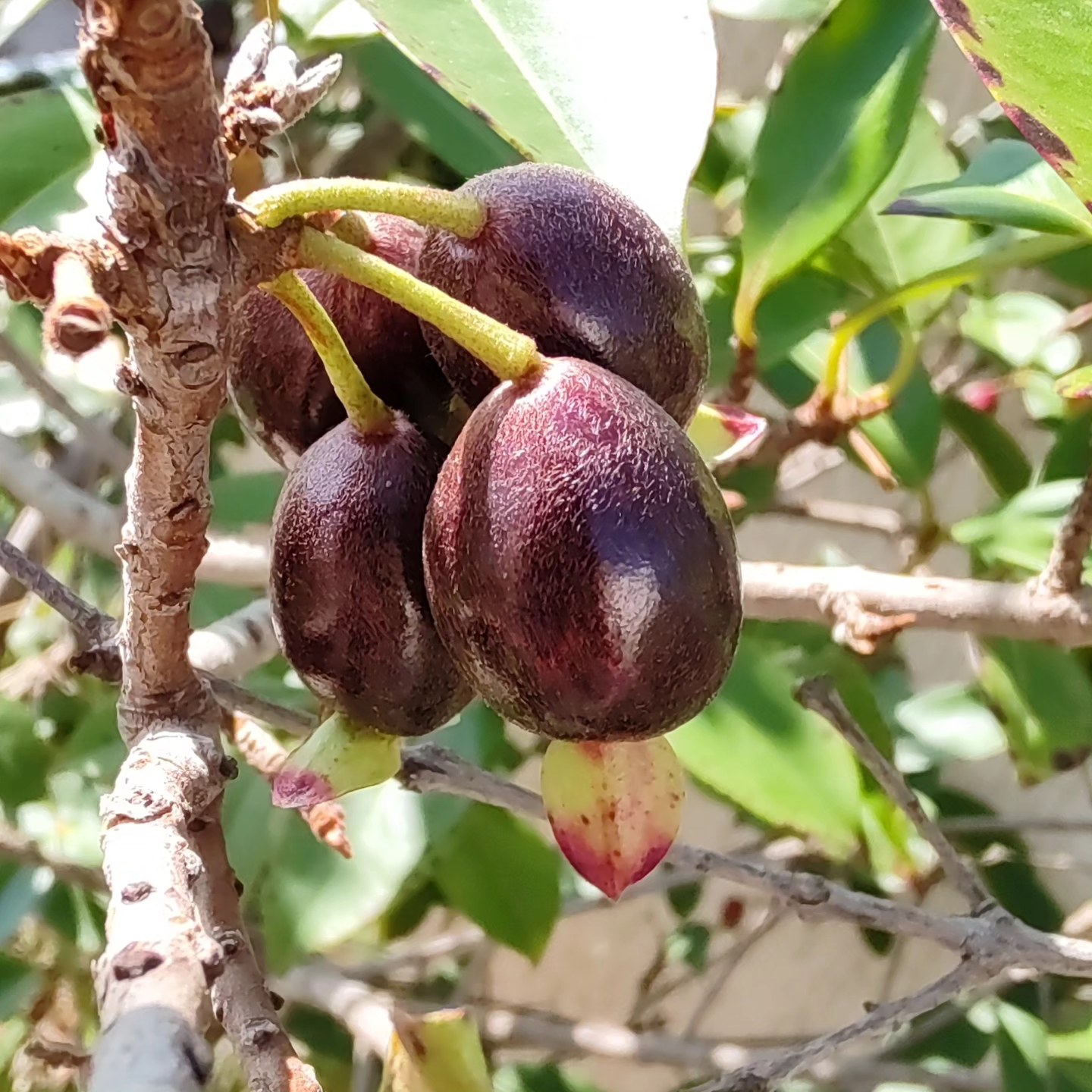 Guapijuim (Eugenia sclerocalyx) -  1 fresh seed / 1 frischer Samen