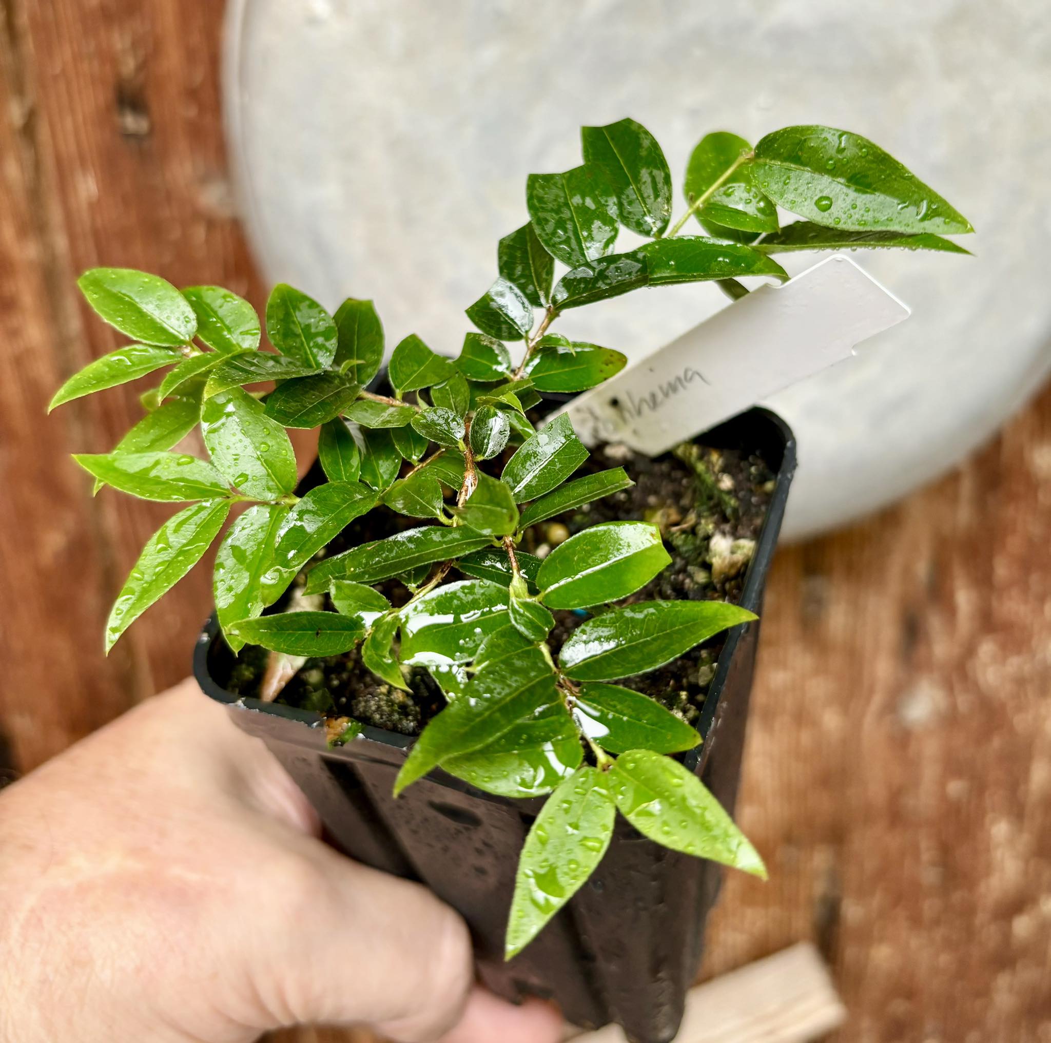 Plinia cauliflora var. Ponhema   - 1 potted plant / 1 getopfte Pflanze