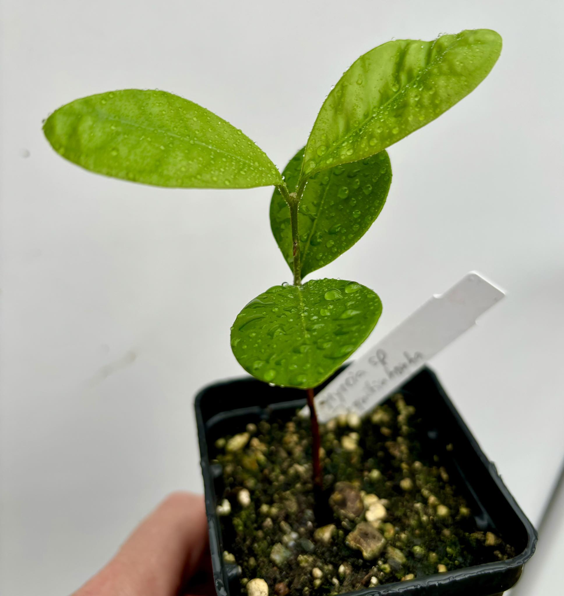 Myrcia sp Jequitinhonha - 1 potted seedling / 1 getopfter Sämling