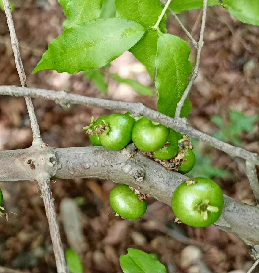 Plinia sp Pai Pedro -  1 fresh seed / 1 frischer Samen