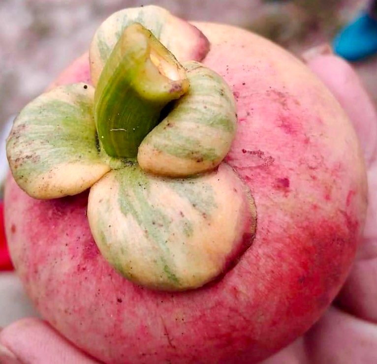 Mangosteen (Garcinia mangosteen) VARIEGATED - 1 potted plant / 1 getopfte Pflanze