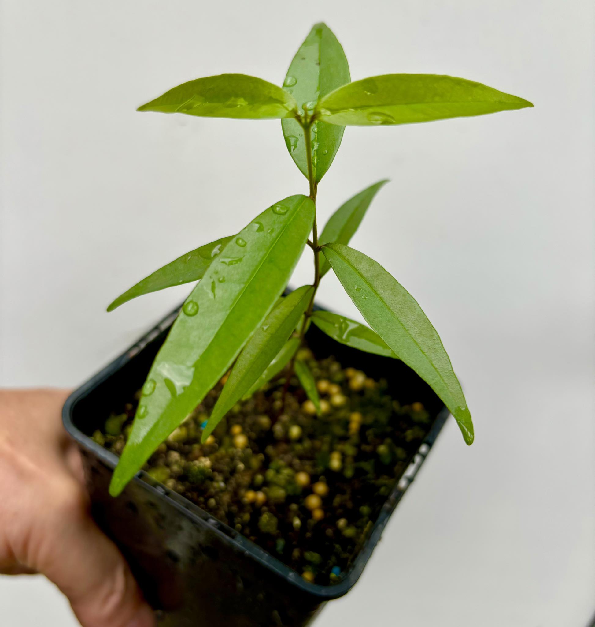 Eugenia pruniformis - Ameixa da Preta - 1 potted plant / 1 getopfte Pflanze