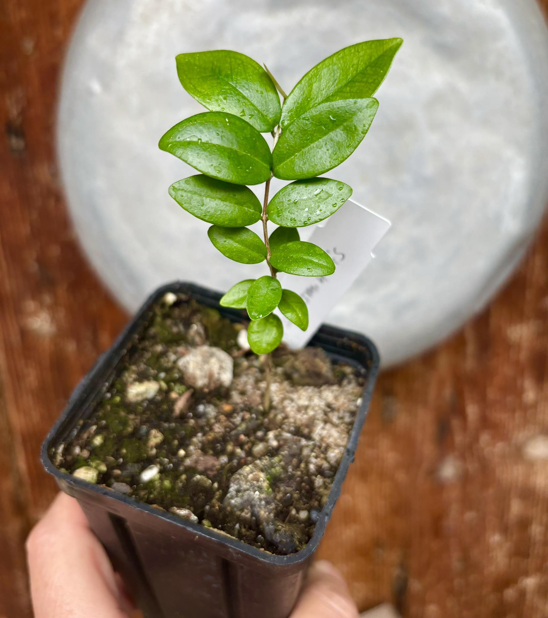 Eugenia subterminalis - 1 potted plant / 1 getopfte Pflanze