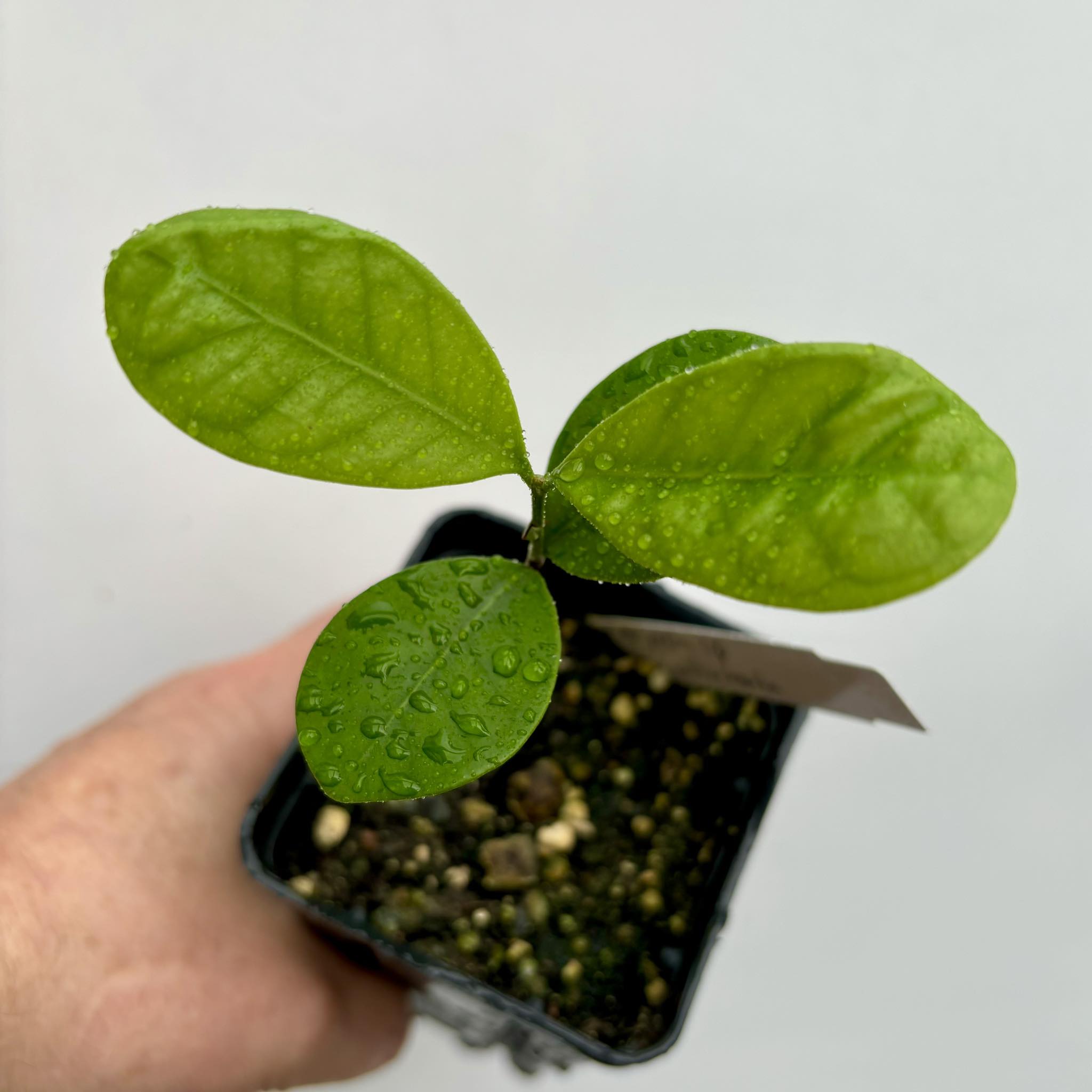 Myrcia sp Jequitinhonha - 1 potted seedling / 1 getopfter Sämling