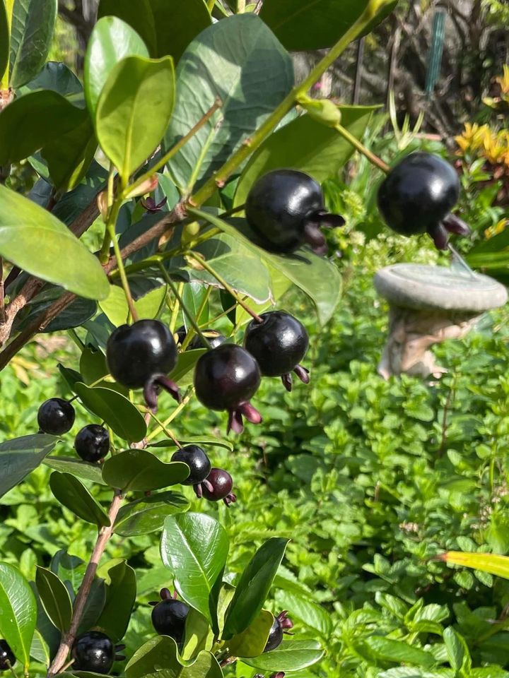 Dwarf Grumixama (Eugenia itaguahiensis) - 1 fresh seed / 1 frischer Samen