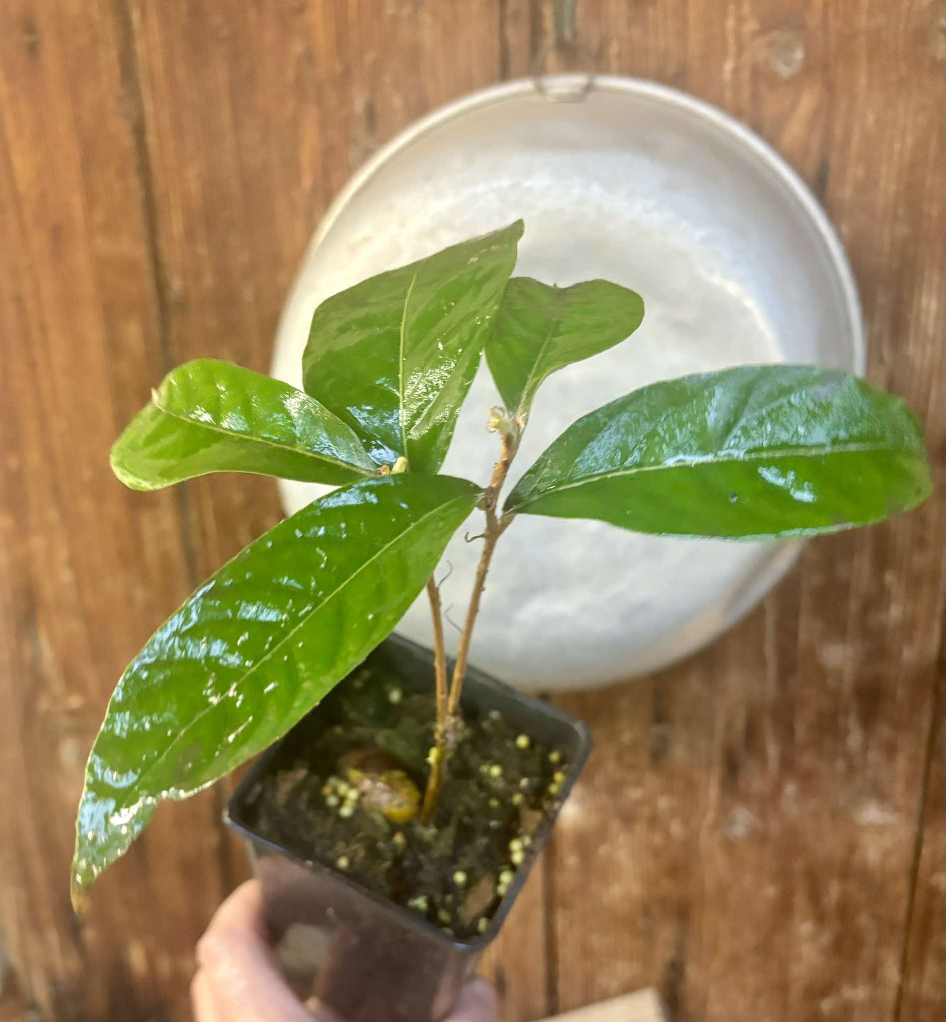 Couepia polyandra - Olosapo Nr. 4 - 1 potted seedling / 1 getopfter Sämling