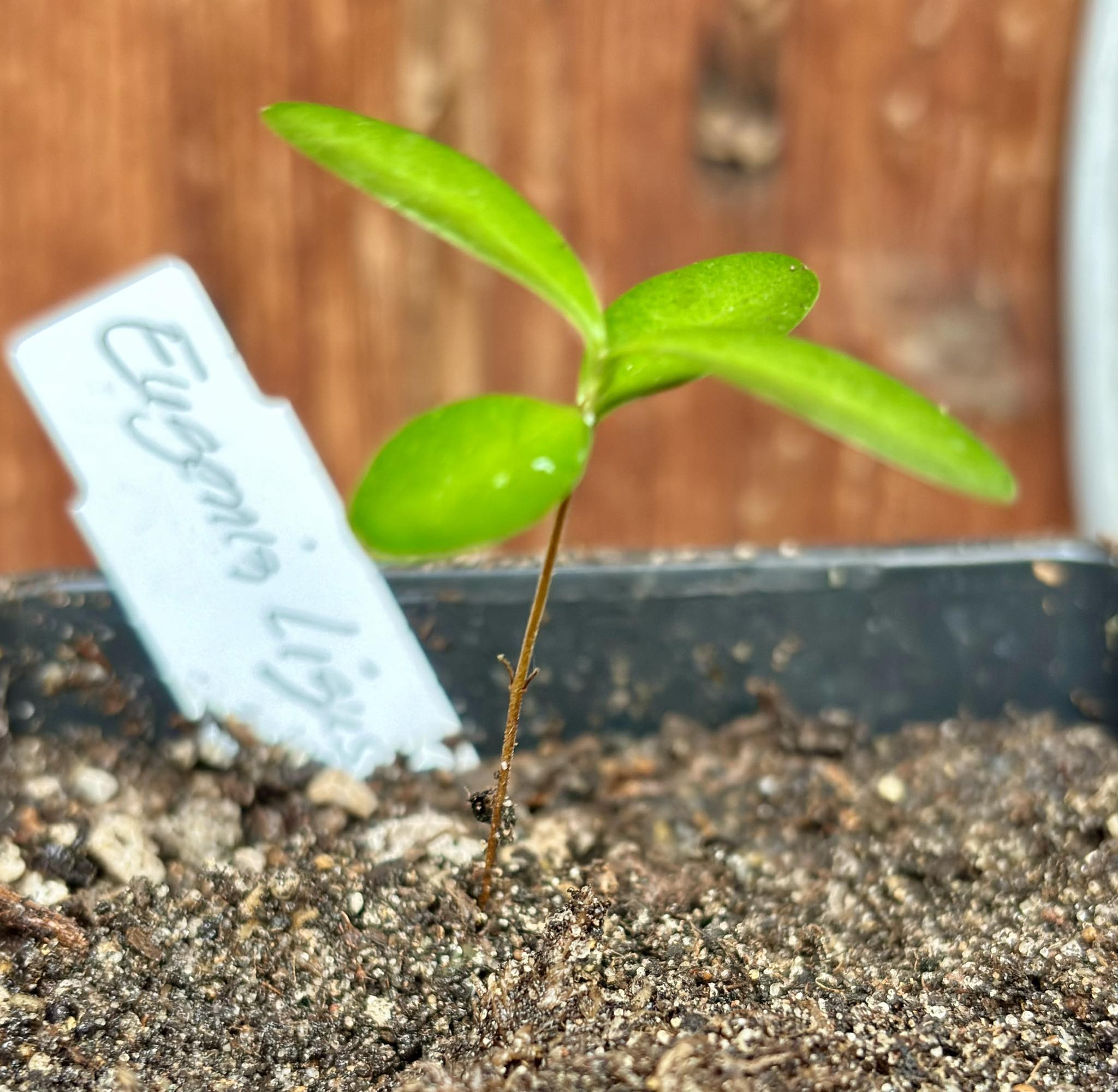 Eugenia ligustrina var. fluminensis - 1 potted seedling / 1 getopfter Sämling