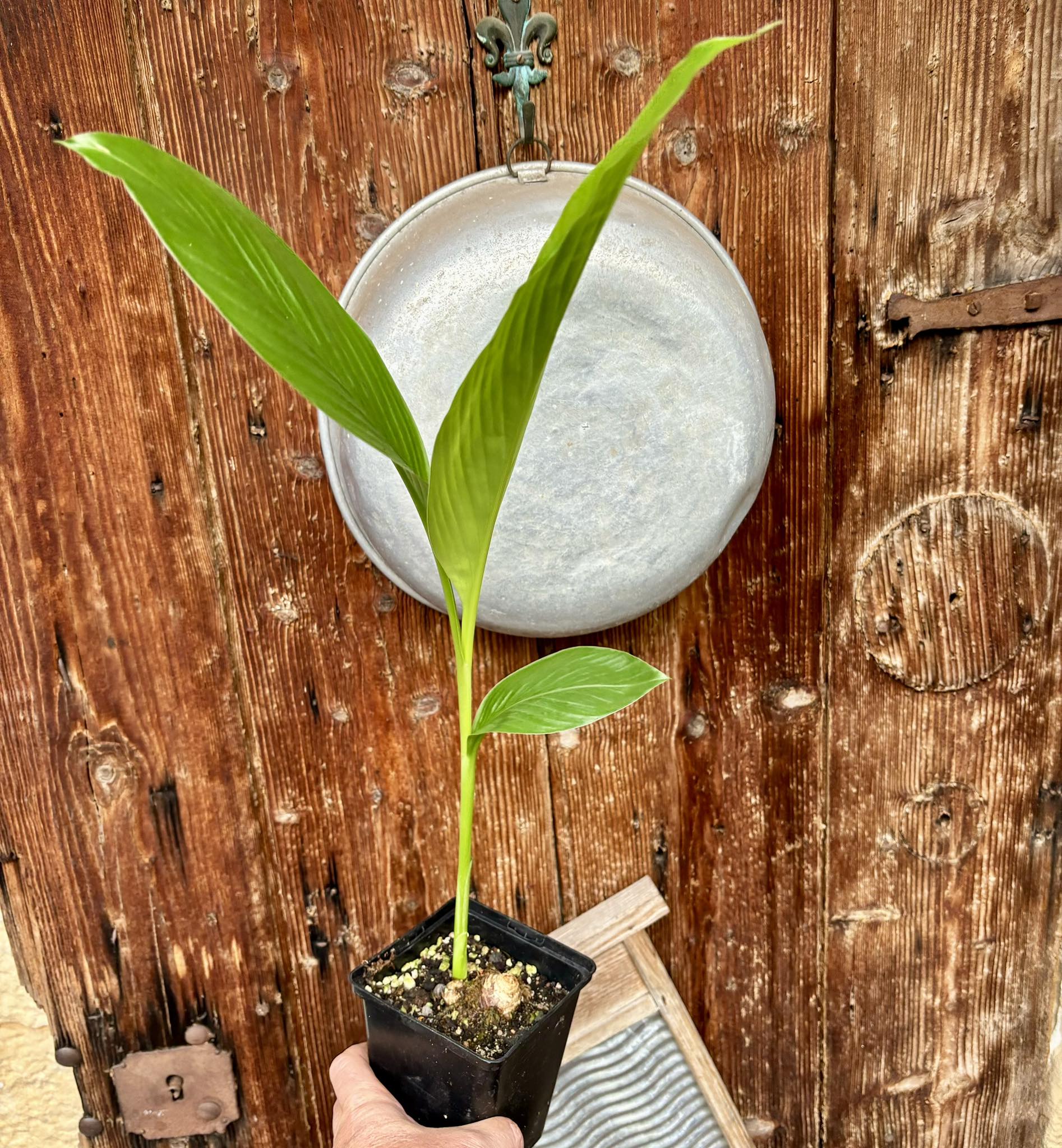 Tumeric / Kurkuma (Curcuma longa) bigger plant - 1 potted plant, 1 getopfte Pflanze