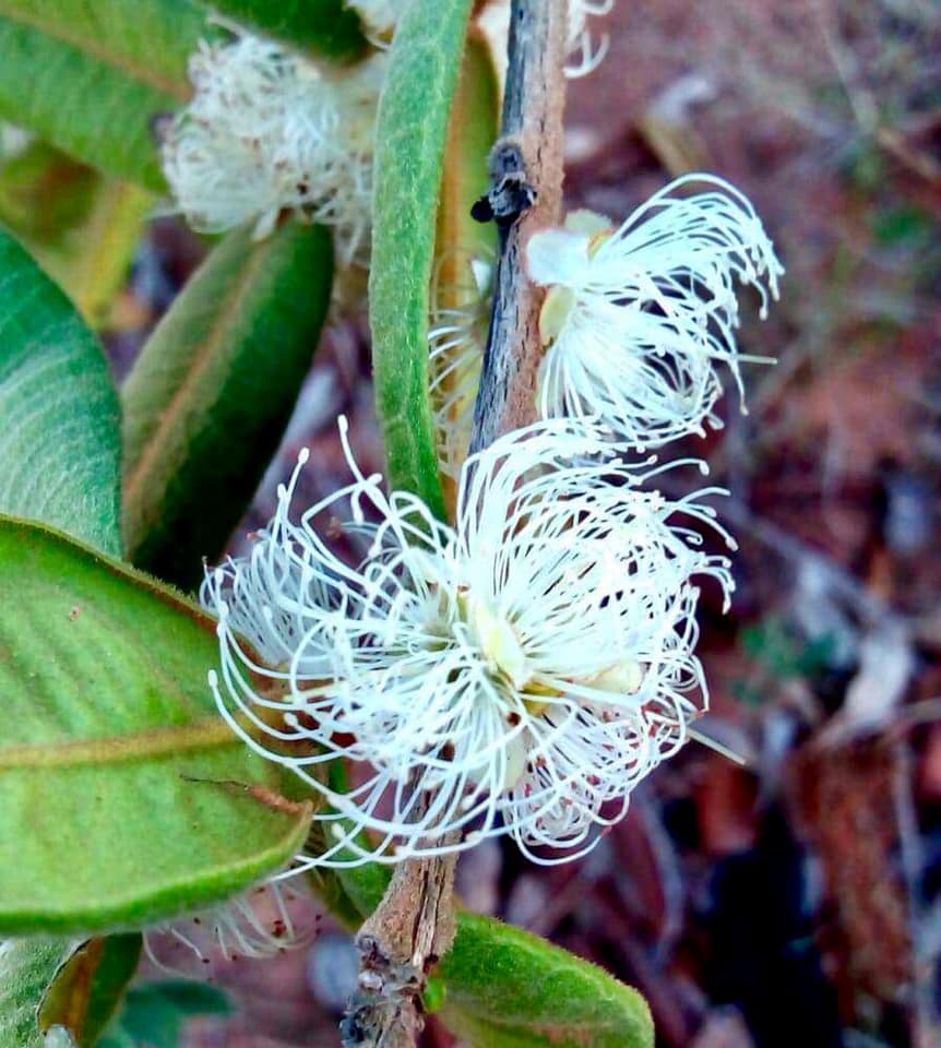 Myrciaria caerulescens (Roxa - Blue Guaquiea) -  1 fresh seed  / 1 frischer Samen