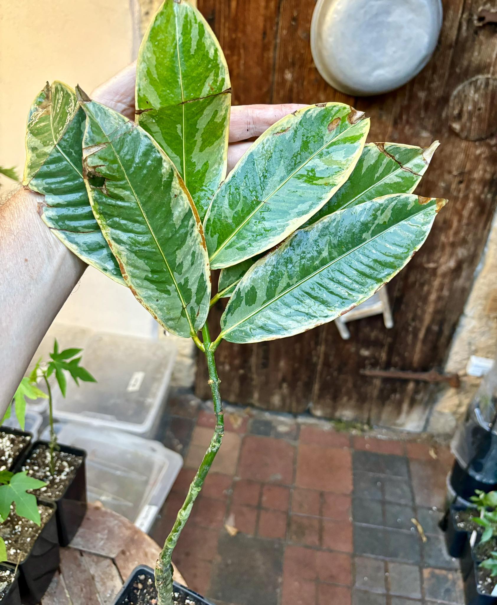 Mangosteen (Garcinia mangosteen) VARIEGATED - 1 potted plant / 1 getopfte Pflanze