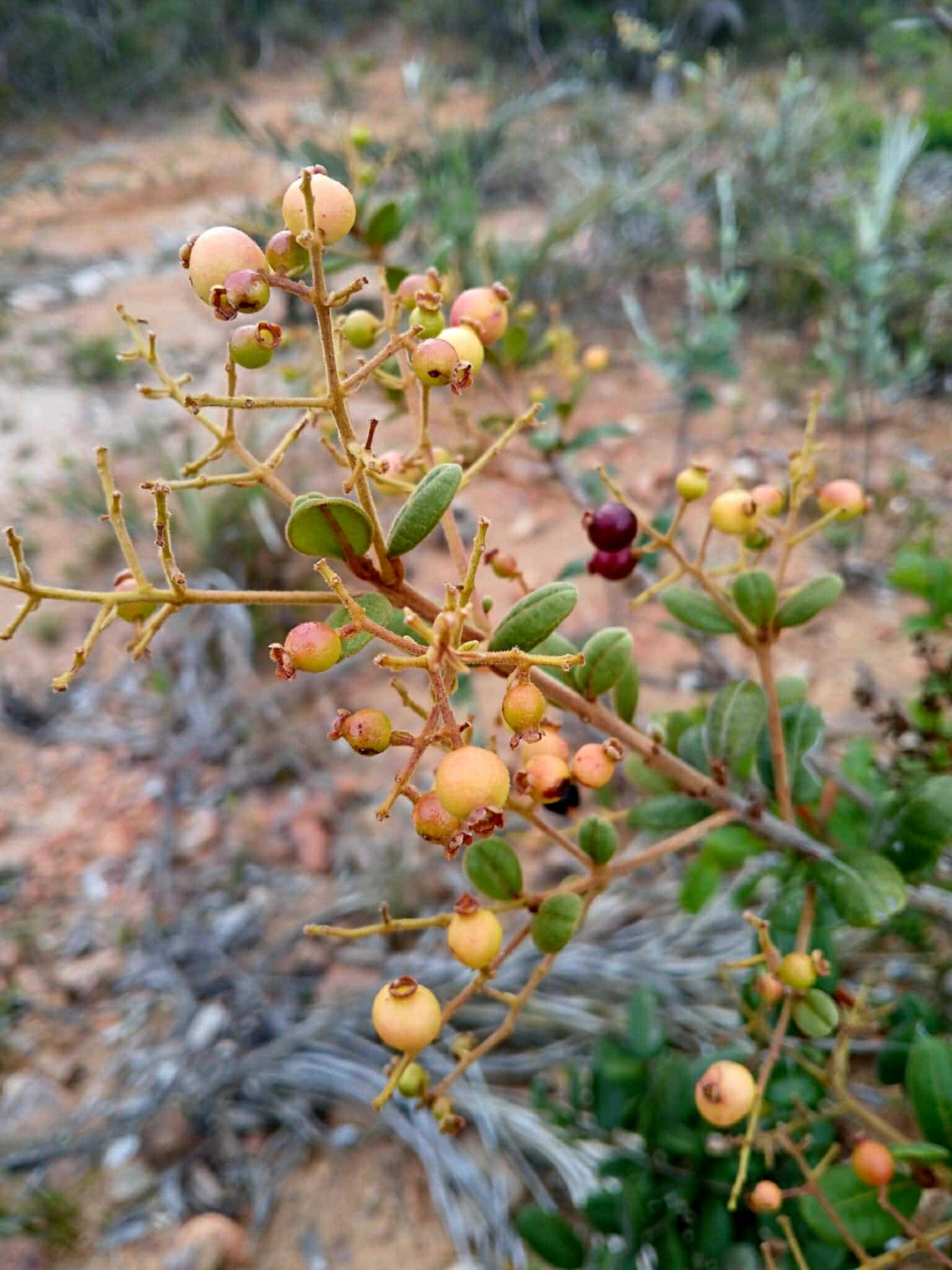 Myrcia sp Diamantina -  3 fresh seeds / 3 frische Samen