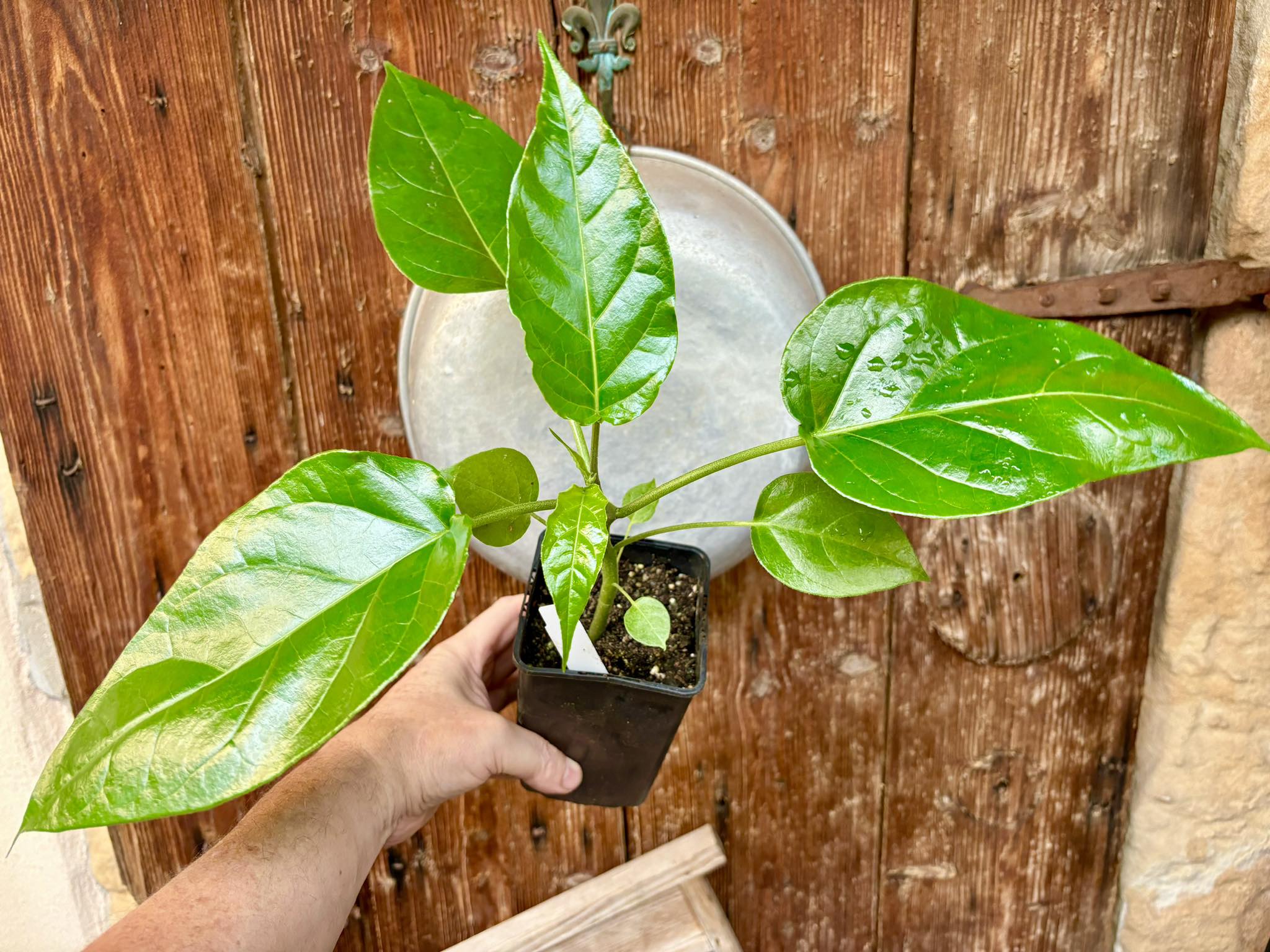 Guava Tamarillo (Solanum diploconos) - 1 potted plant / 1 getopfte Pflanze