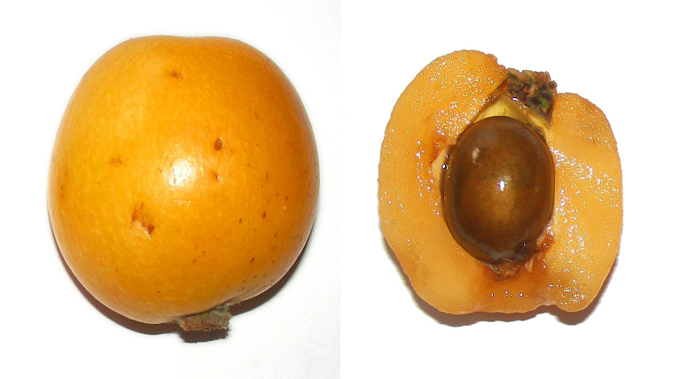 Eriobotrya japonica - Wollmispel - Loquat - 1 fresh seed / 1 frischer Samen