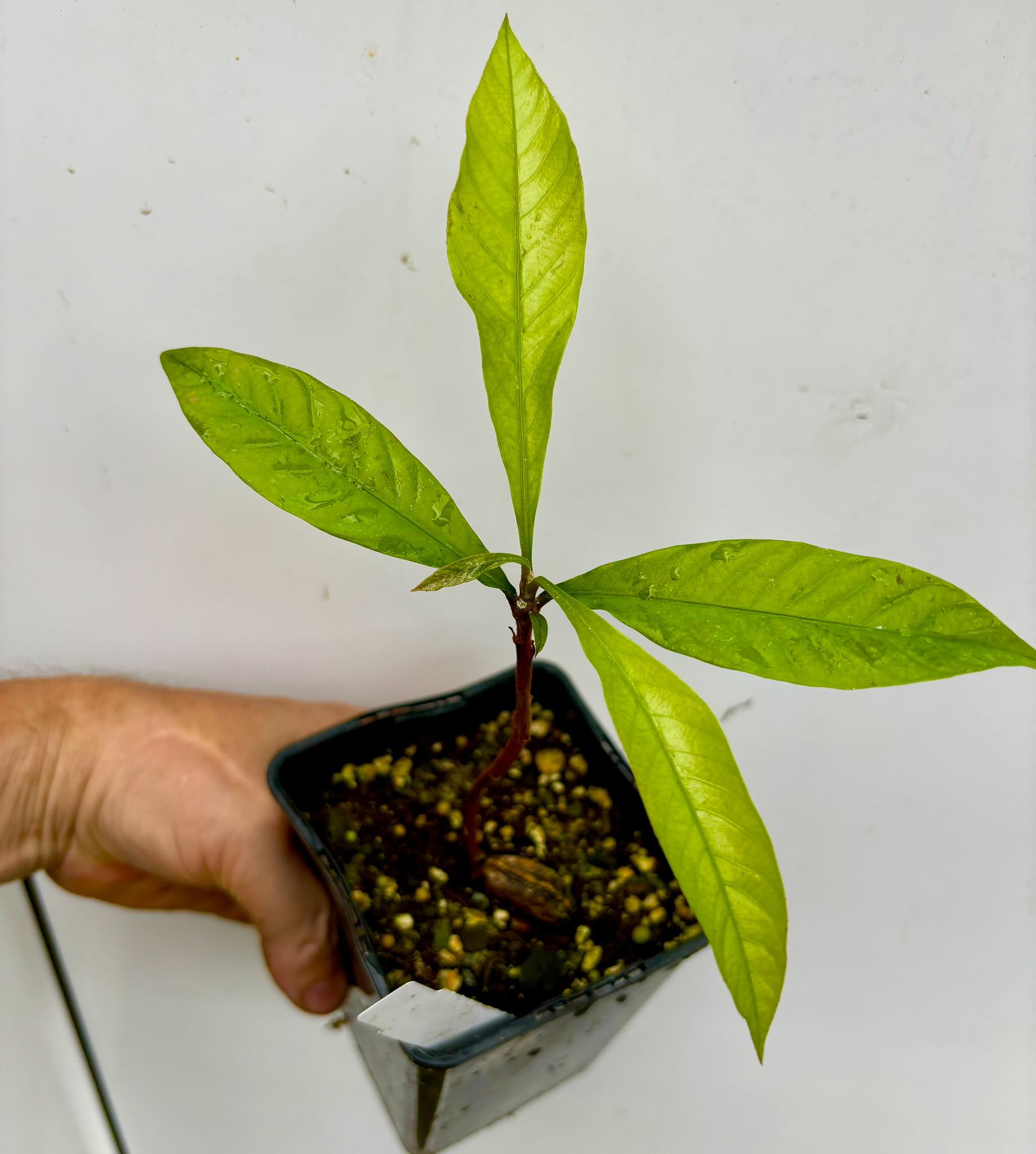 Coite de Leite (Pouteria nordestinensis) 1 potted plant / 1 getopfte Pflanze