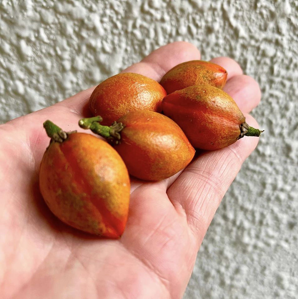 Peanutbutter Fruit (Bunchosia glandulifera) - 1 potted plant / 1 getopfte Pflanze