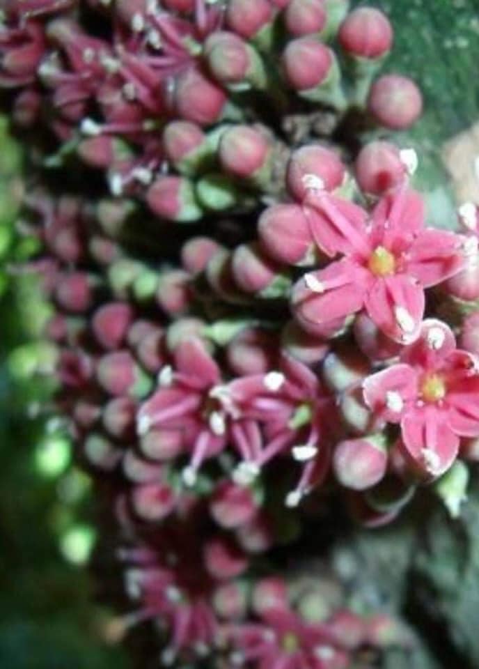 Marmixa (Pradosia lactescens) 1 potted plant / 1 getopfte Pflanze