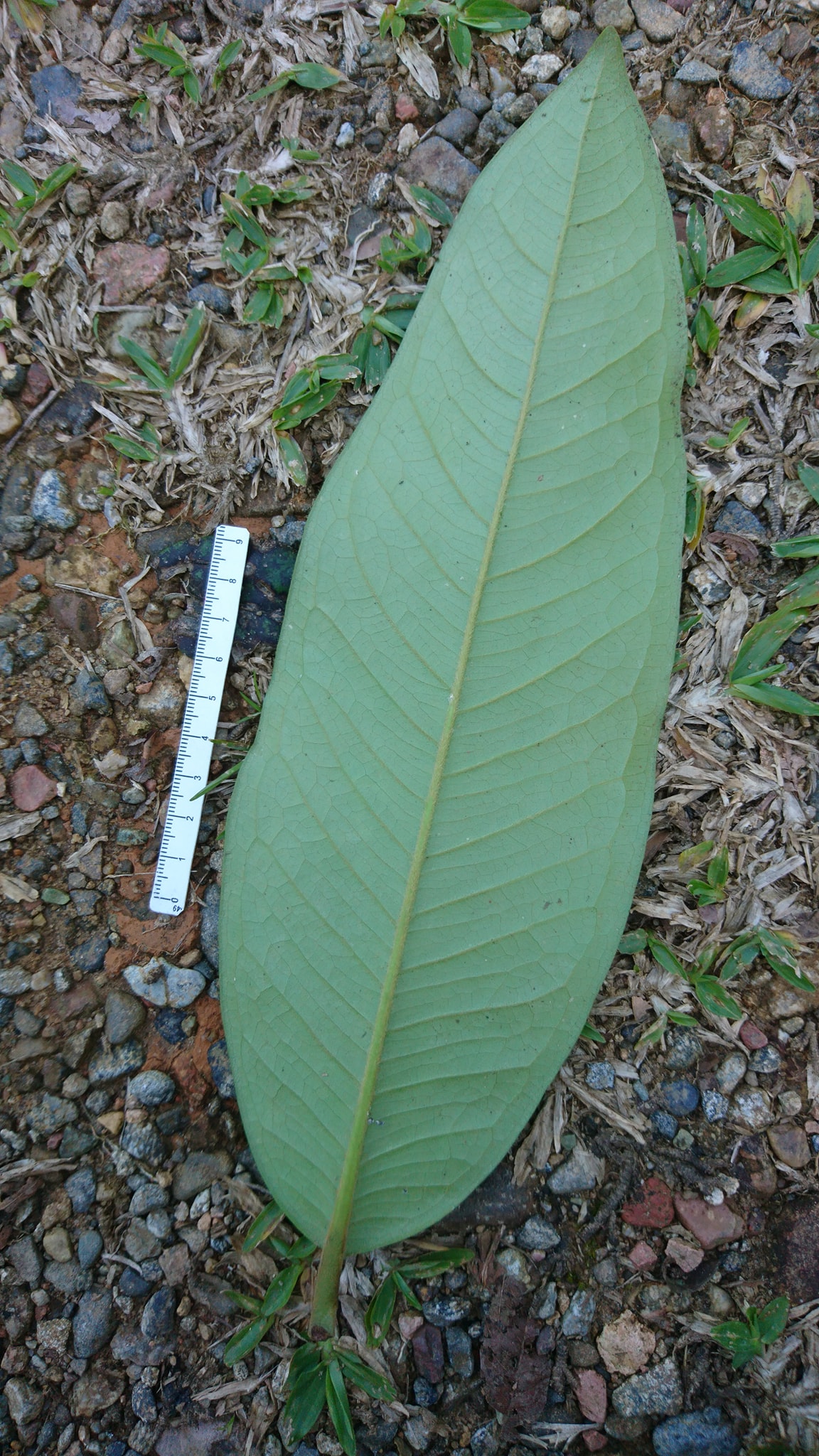 Guaporanga - Myrcia strigipes syn. Marliera tomentosa - 1 germinated seed / 1 gekeimter Samen