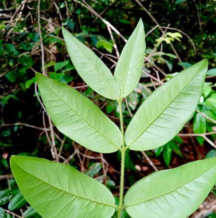 Myrciaria sp Blue Glomerata - 1 germinated seed / 1 gekeimter Samen