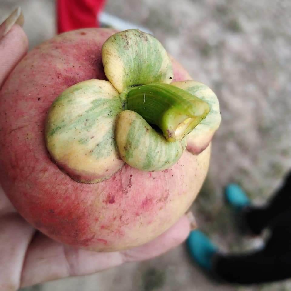 Mangosteen (Garcinia mangosteen) VARIEGATED - 1 potted plant / 1 getopfte Pflanze