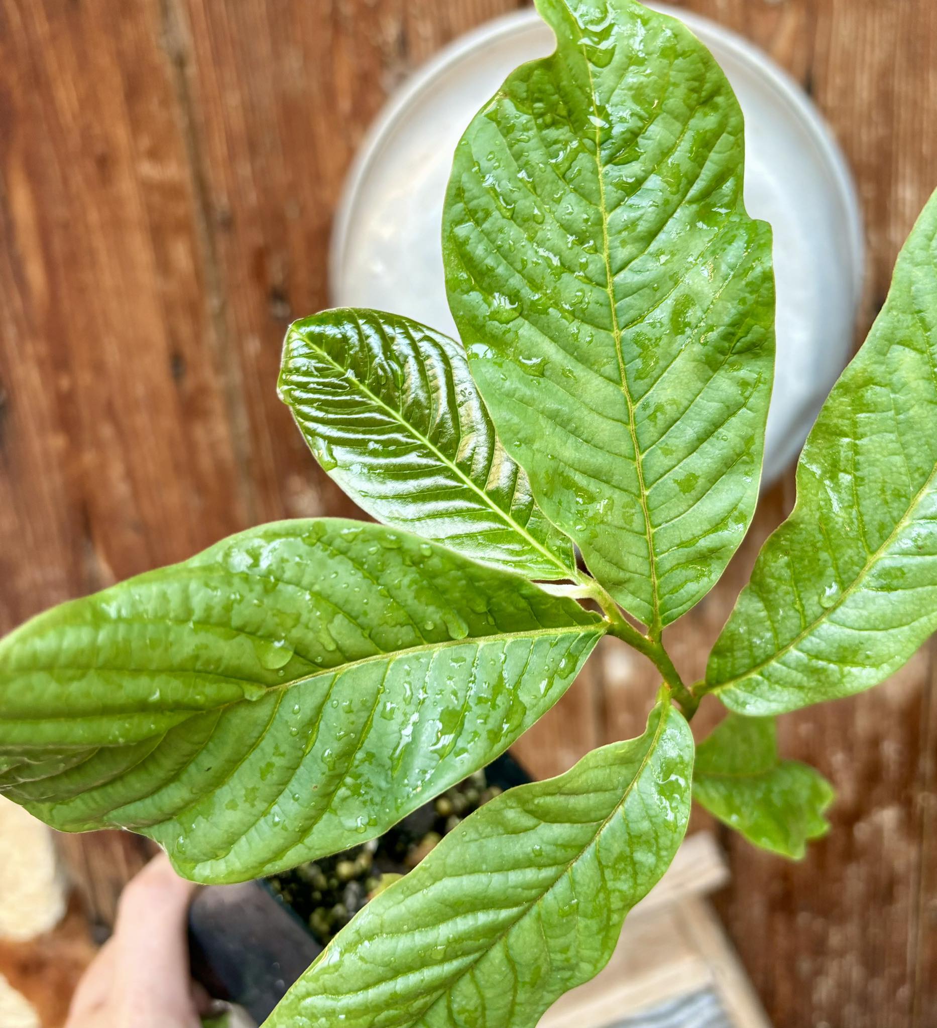 Annona purpurea - Soncoya - 1 potted plant / 1 getopfte Pflanze