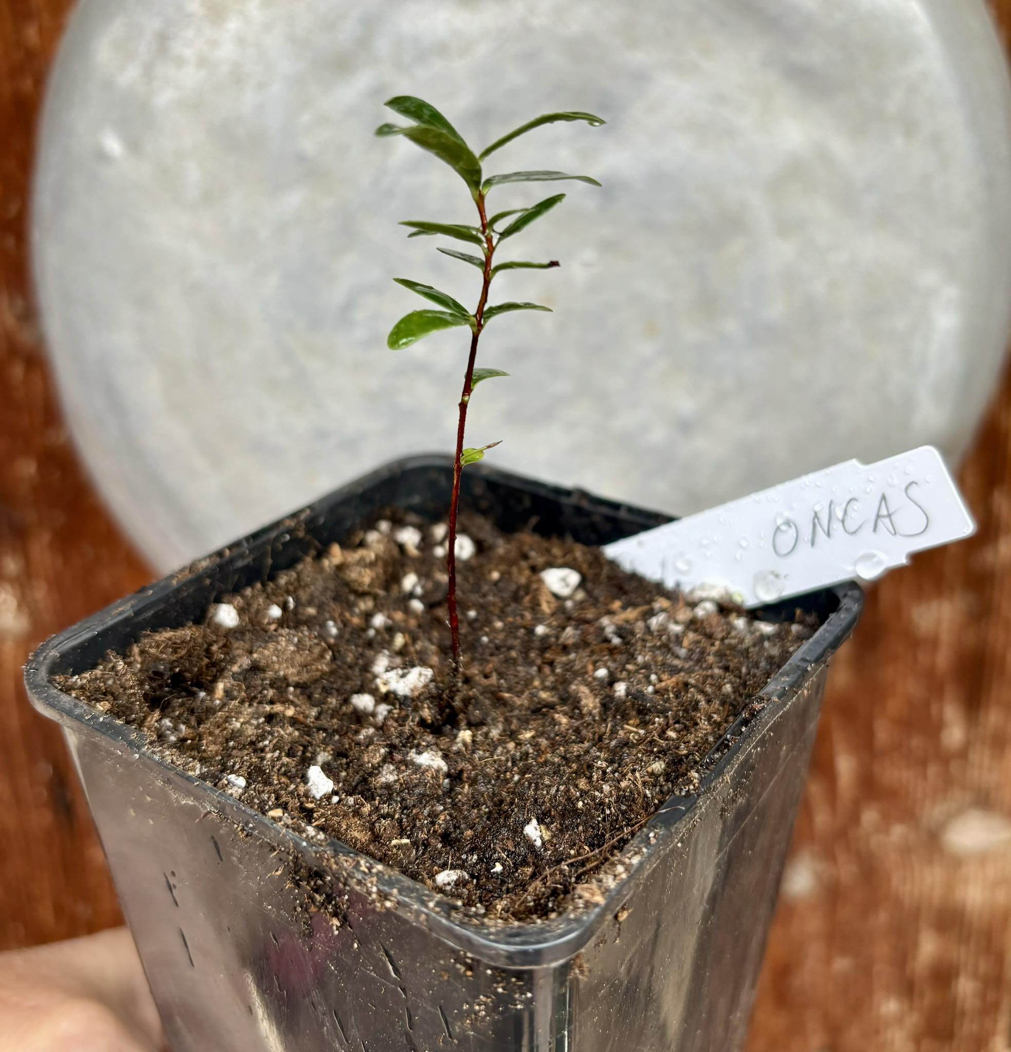 CEREJINHA DE JAGUARIÚNA - Eugenia punicifolia var. Oncas Doce - 1 potted plant / 1 getopfte Pflanze