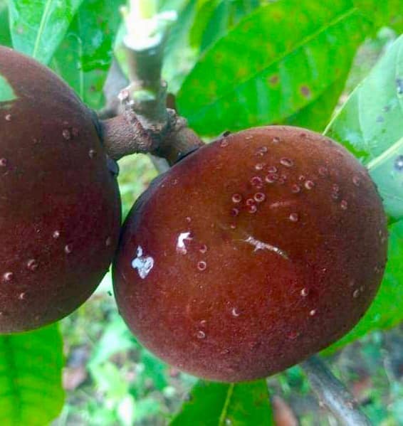 Guapeba (Lucuma venosa) - 1 fresh seed / 1 frischer Samen