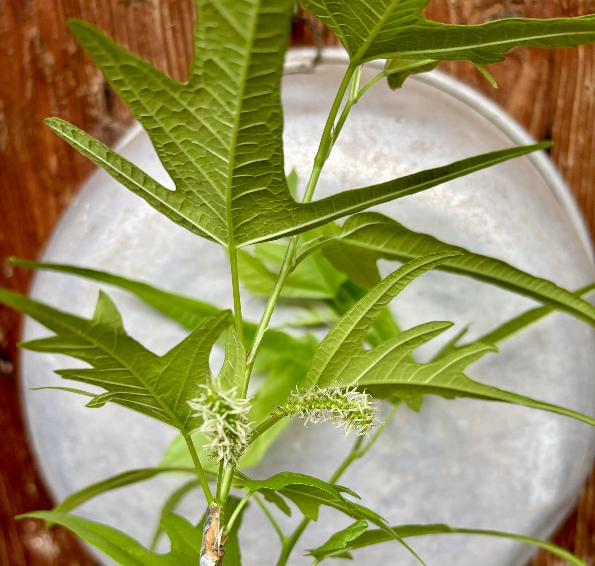 Mulberry Chicken Claw (Morus trilobata)  - 1 potted plant / 1 getopfte Pflanze