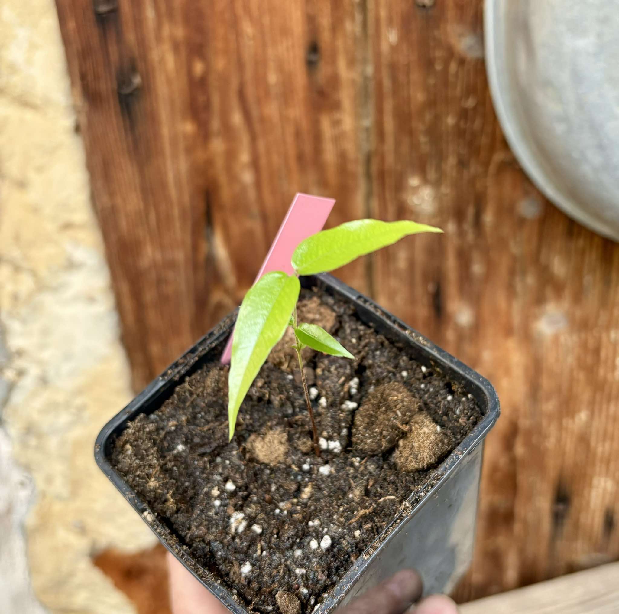 Myrciaria sp Jaboticaba - 1 small potted seedling / 1 kleiner, getopfter Sämling