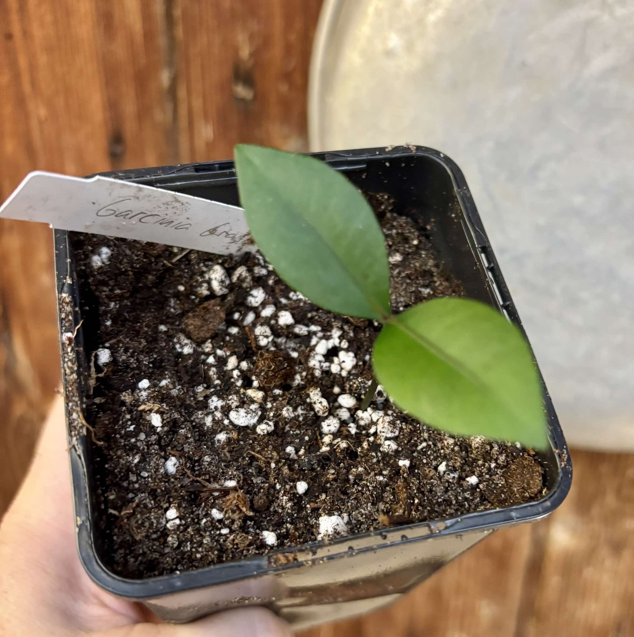 Garcinia brasiliensis - Bacupari -  1 small potted seedling / 1 kleiner, getopfter Sämling