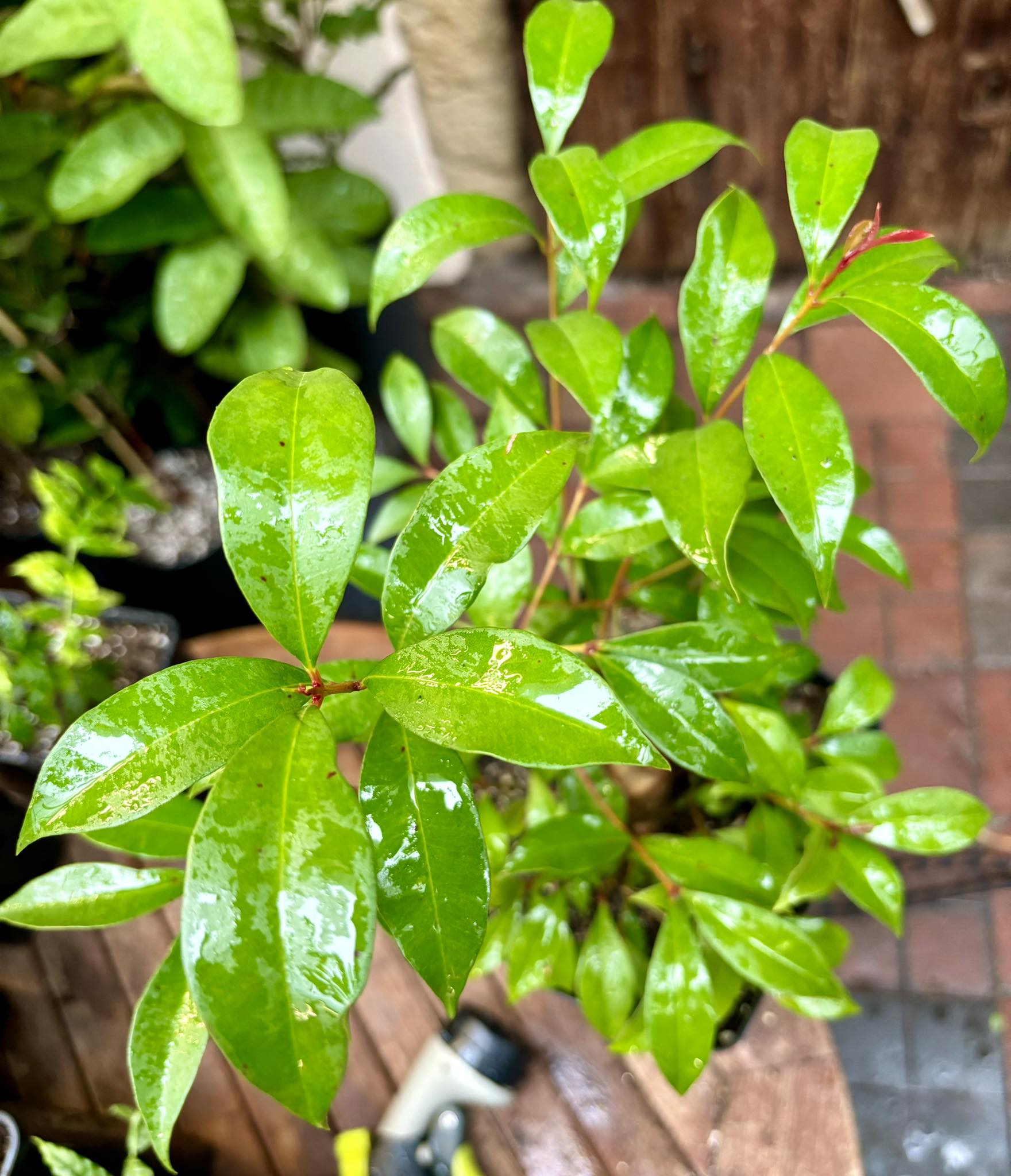 Syzygium smithii - Lilly Pilly Nr. 2 - 1 potted plant / 1 getopfte Pflanze