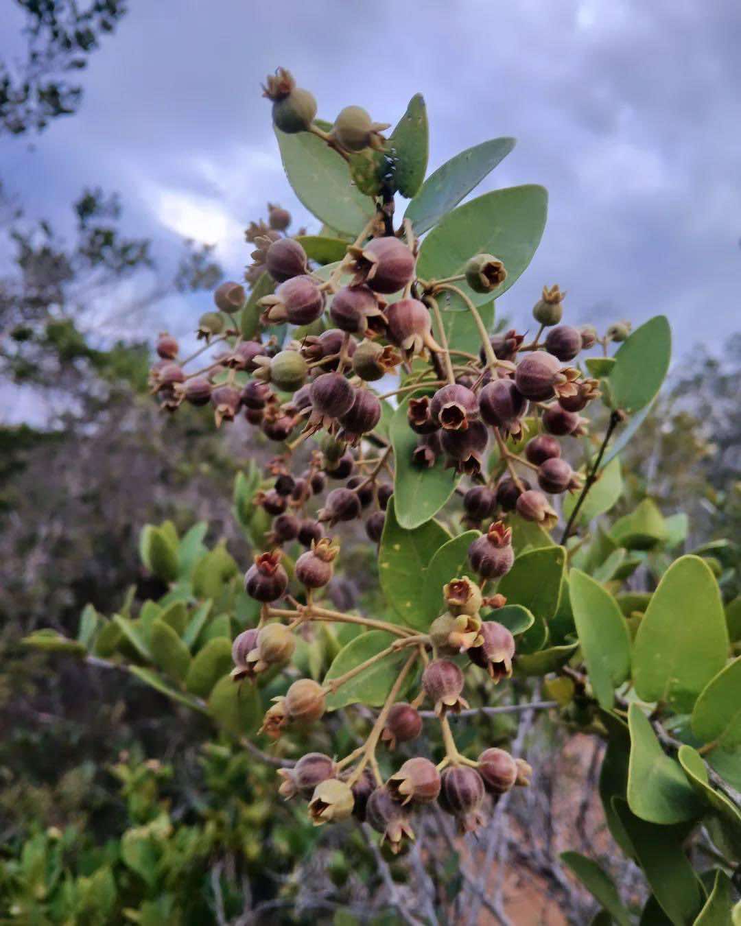 Bico Doce (Algrizea macrochlamys) -  3 fresh seed / 3 frische Samen 