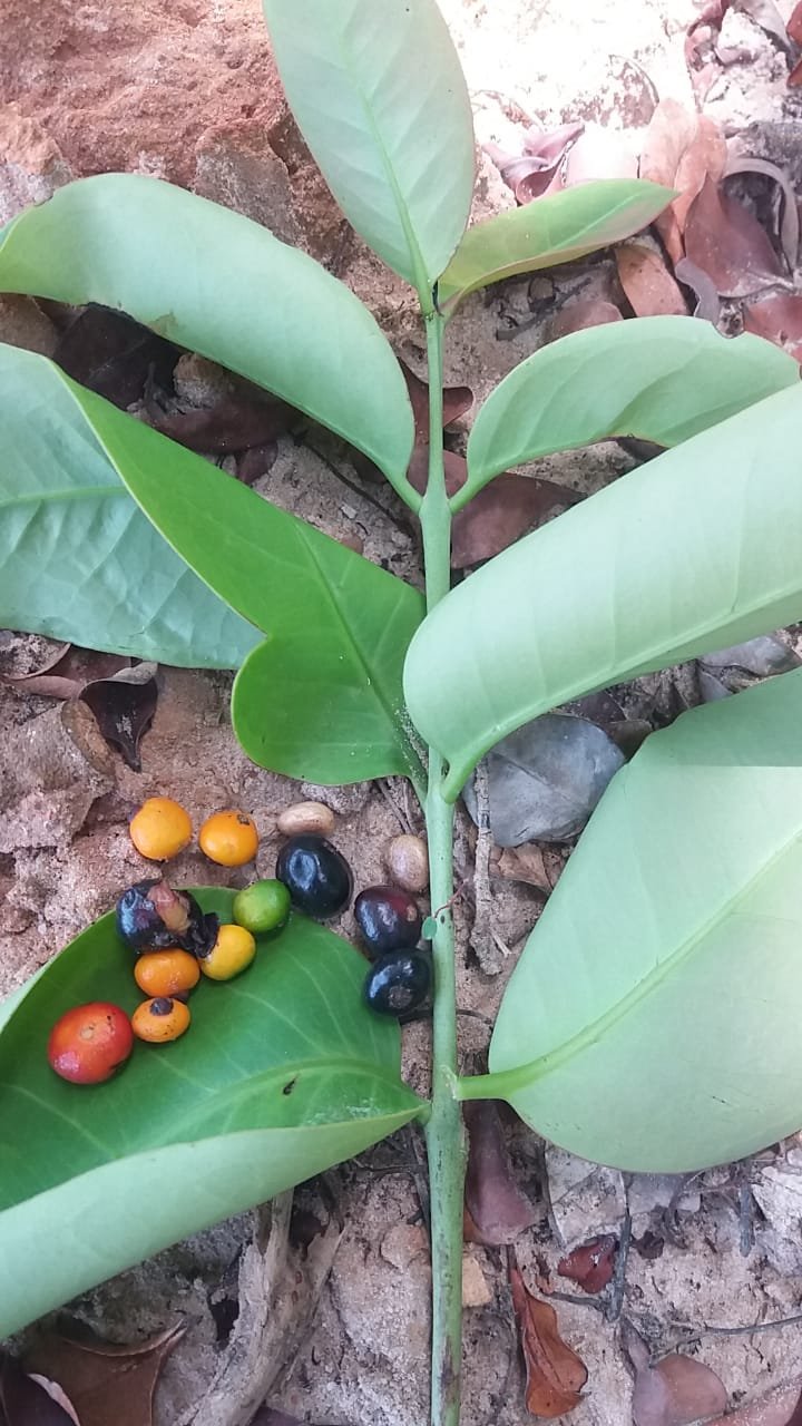 Eugenia flamingensis - 1 germinated seed / 1 gekeimter Samen